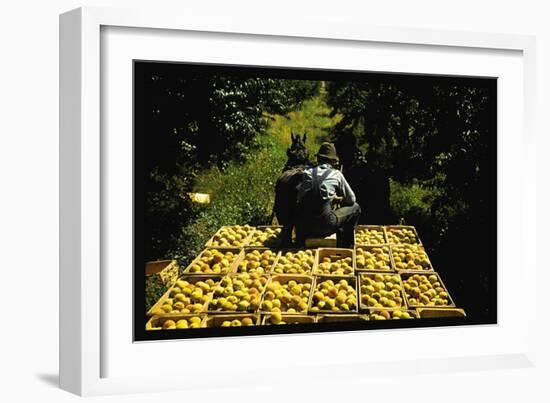 Hauling Crates of Peaches-Russell Lee-Framed Art Print