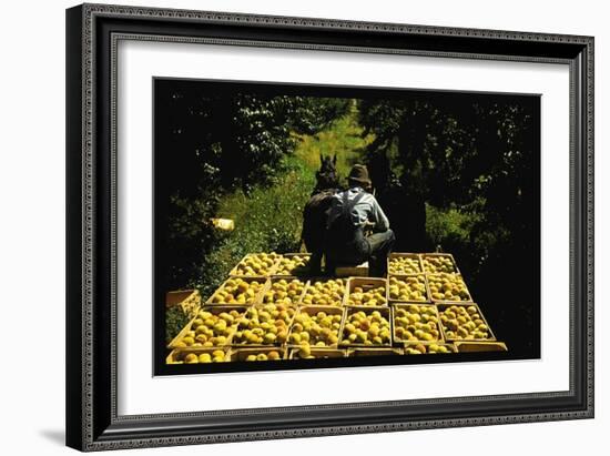 Hauling Crates of Peaches-Russell Lee-Framed Art Print