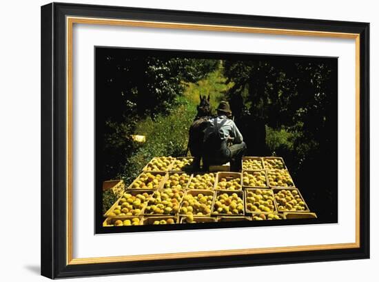 Hauling Crates of Peaches-Russell Lee-Framed Art Print