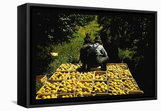 Hauling Crates of Peaches-Russell Lee-Framed Stretched Canvas