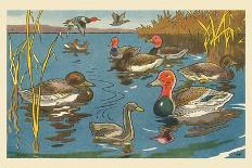 Ugly Duckling, Beautiful Swan-Hauman-Art Print