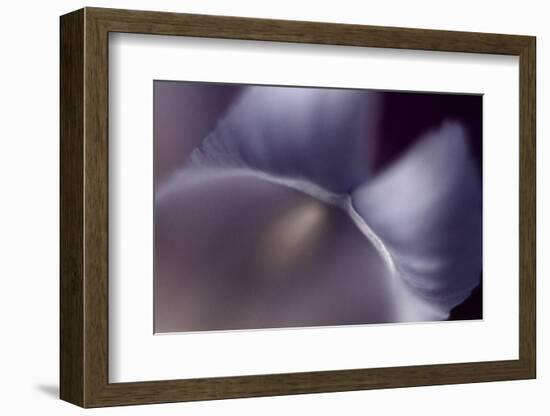 Haunting II-Judy Stalus-Framed Photographic Print