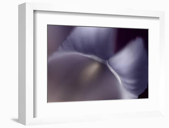 Haunting II-Judy Stalus-Framed Photographic Print