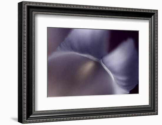 Haunting II-Judy Stalus-Framed Photographic Print