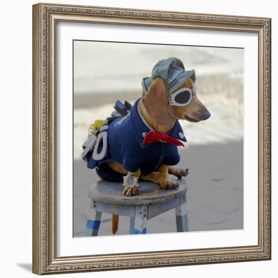 Havana, Cuba. Dog dressed-up-Marilyn Parver-Framed Photographic Print