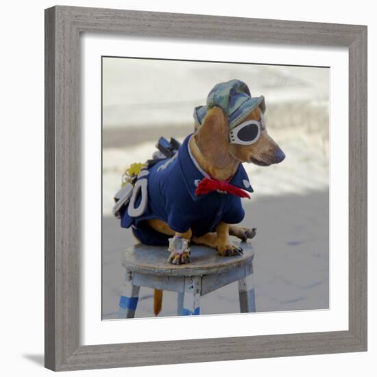 Havana, Cuba. Dog dressed-up-Marilyn Parver-Framed Photographic Print