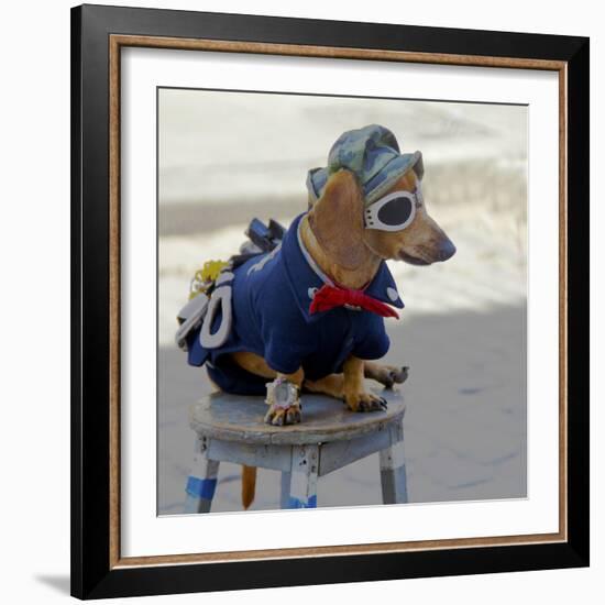 Havana, Cuba. Dog dressed-up-Marilyn Parver-Framed Photographic Print