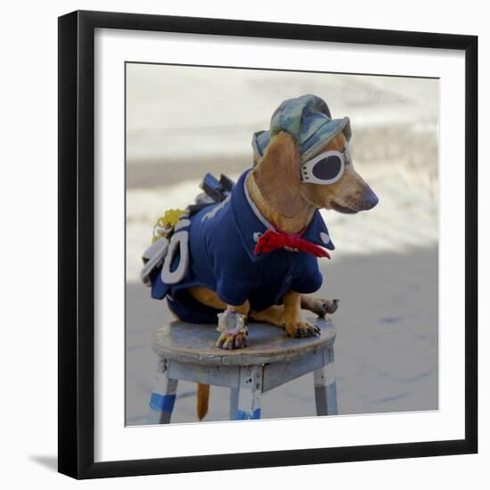 Havana, Cuba. Dog dressed-up-Marilyn Parver-Framed Photographic Print