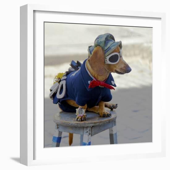 Havana, Cuba. Dog dressed-up-Marilyn Parver-Framed Photographic Print