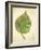 Havana Palm 3-J Charles-Framed Art Print