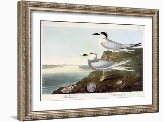 Havell's Tern and Trudeau's Tern, 1838-John James Audubon-Framed Giclee Print