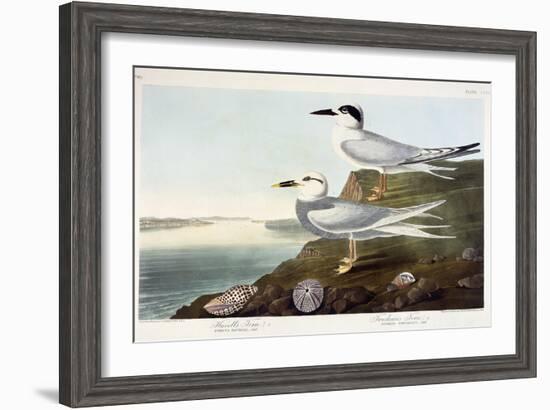 Havell's Tern and Trudeau's Tern, 1838-John James Audubon-Framed Giclee Print