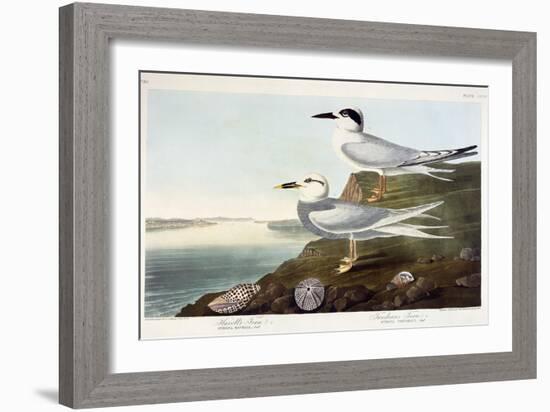 Havell's Tern and Trudeau's Tern, 1838-John James Audubon-Framed Giclee Print