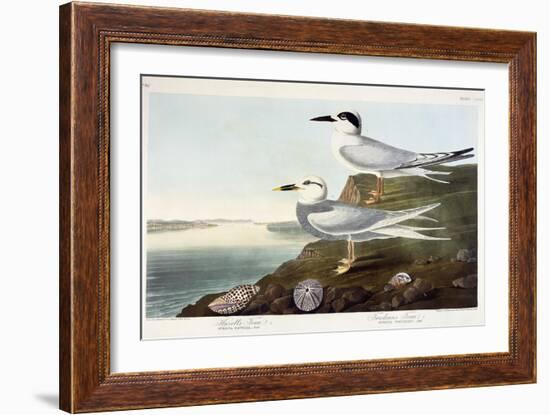 Havell's Tern and Trudeau's Tern, 1838-John James Audubon-Framed Giclee Print