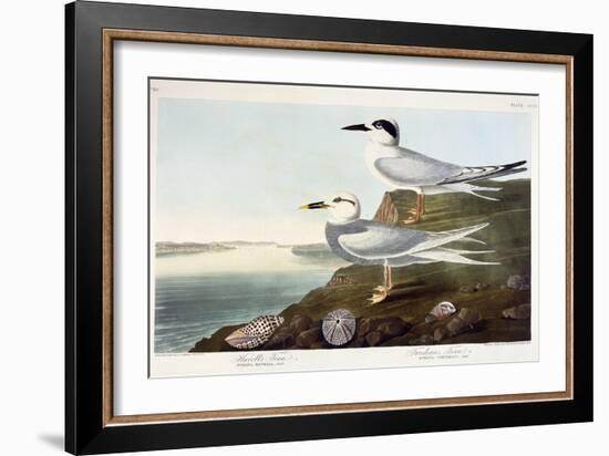 Havell's Tern and Trudeau's Tern, 1838-John James Audubon-Framed Giclee Print