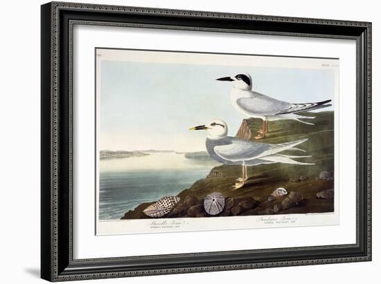 Havell's Tern and Trudeau's Tern, 1838-John James Audubon-Framed Giclee Print