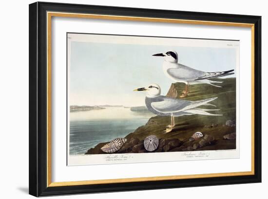 Havell's Tern and Trudeau's Tern, 1838-John James Audubon-Framed Giclee Print