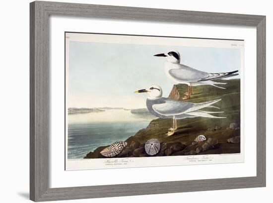 Havell's Tern and Trudeau's Tern, 1838-John James Audubon-Framed Giclee Print