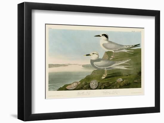 Havell’s Tern & Trudeau’s Tern-John James Audubon-Framed Art Print