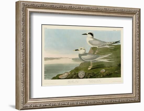 Havell’s Tern & Trudeau’s Tern-John James Audubon-Framed Art Print