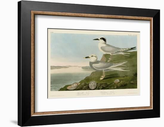 Havell’s Tern & Trudeau’s Tern-John James Audubon-Framed Art Print