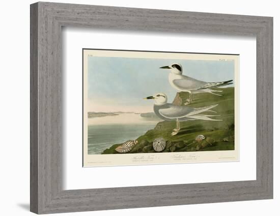 Havell’s Tern & Trudeau’s Tern-John James Audubon-Framed Art Print