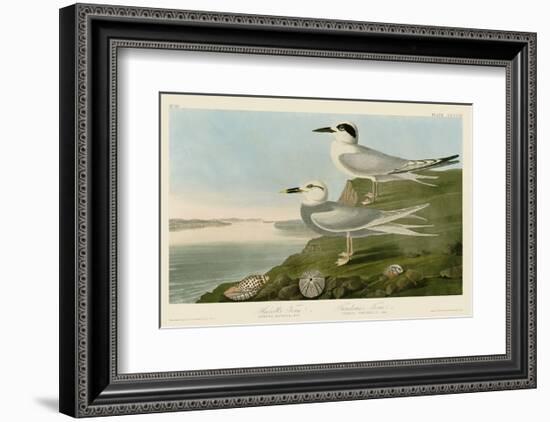 Havell’s Tern & Trudeau’s Tern-John James Audubon-Framed Art Print