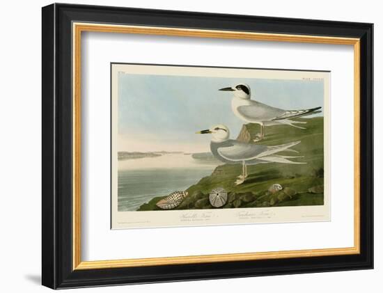 Havell’s Tern & Trudeau’s Tern-John James Audubon-Framed Art Print