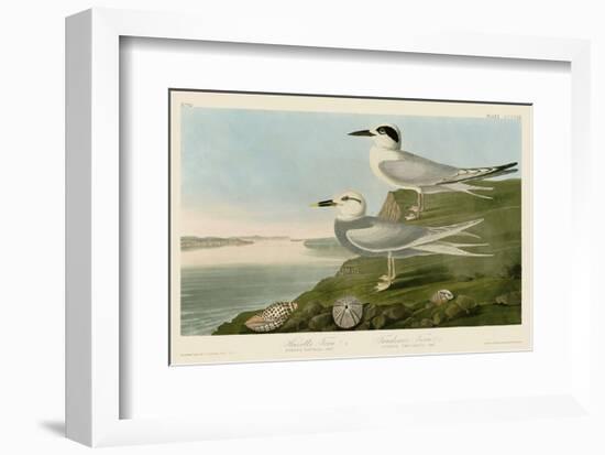 Havell’s Tern & Trudeau’s Tern-John James Audubon-Framed Art Print