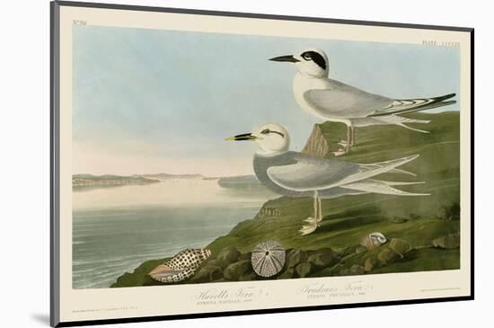 Havell’s Tern & Trudeau’s Tern-John James Audubon-Mounted Art Print