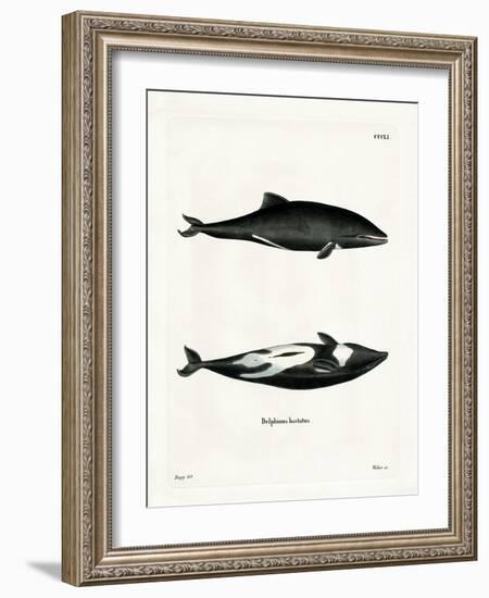 Haviside's Dolphin-null-Framed Giclee Print