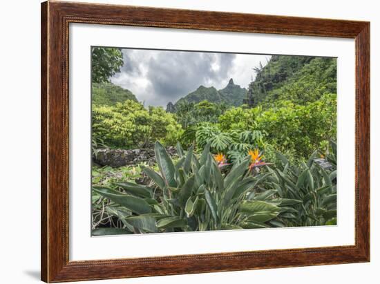 Hawaii, Kauai, Limahuli Garden and Preserve-Rob Tilley-Framed Photographic Print
