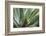 Hawaii, Maui, Agave Plant with Fresh Green Leaves-Terry Eggers-Framed Photographic Print