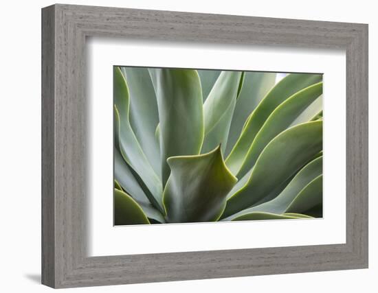 Hawaii, Maui, Agave Plant with Fresh Green Leaves-Terry Eggers-Framed Photographic Print