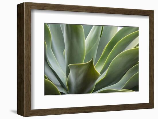 Hawaii, Maui, Agave Plant with Fresh Green Leaves-Terry Eggers-Framed Photographic Print