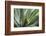 Hawaii, Maui, Agave Plant with Fresh Green Leaves-Terry Eggers-Framed Photographic Print