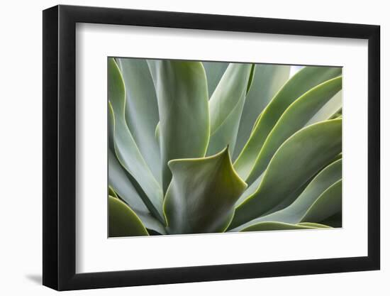 Hawaii, Maui, Agave Plant with Fresh Green Leaves-Terry Eggers-Framed Photographic Print