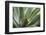 Hawaii, Maui, Agave Plant with Fresh Green Leaves-Terry Eggers-Framed Photographic Print
