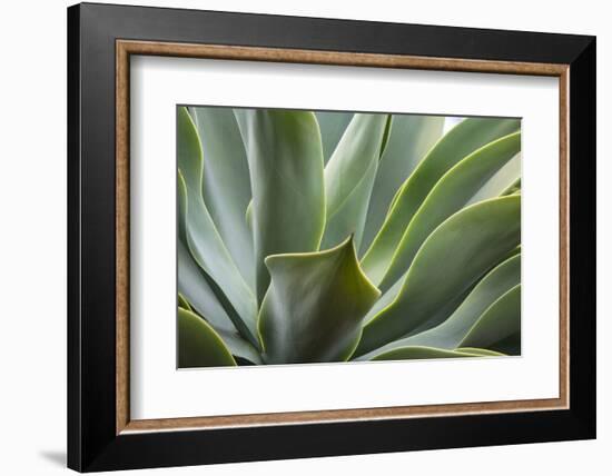 Hawaii, Maui, Agave Plant with Fresh Green Leaves-Terry Eggers-Framed Photographic Print