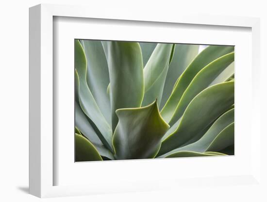 Hawaii, Maui, Agave Plant with Fresh Green Leaves-Terry Eggers-Framed Photographic Print