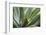 Hawaii, Maui, Agave Plant with Fresh Green Leaves-Terry Eggers-Framed Photographic Print