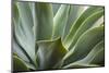 Hawaii, Maui, Agave Plant with Fresh Green Leaves-Terry Eggers-Mounted Photographic Print