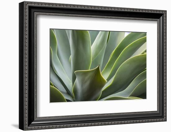 Hawaii, Maui, Agave Plant with Fresh Green Leaves-Terry Eggers-Framed Photographic Print