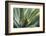 Hawaii, Maui, Agave Plant with Fresh Green Leaves-Terry Eggers-Framed Photographic Print