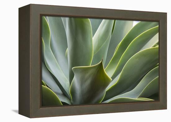 Hawaii, Maui, Agave Plant with Fresh Green Leaves-Terry Eggers-Framed Premier Image Canvas