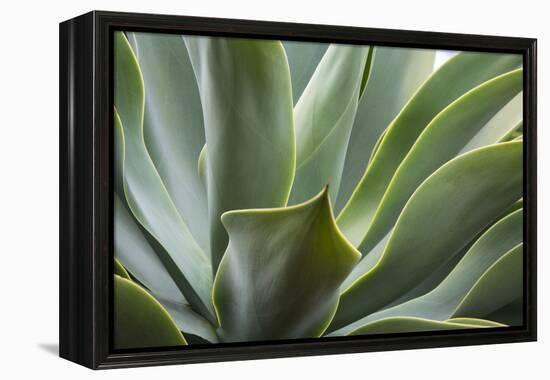 Hawaii, Maui, Agave Plant with Fresh Green Leaves-Terry Eggers-Framed Premier Image Canvas