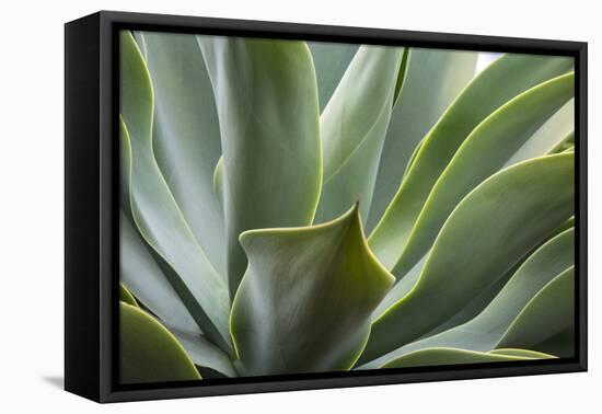 Hawaii, Maui, Agave Plant with Fresh Green Leaves-Terry Eggers-Framed Premier Image Canvas