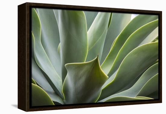 Hawaii, Maui, Agave Plant with Fresh Green Leaves-Terry Eggers-Framed Premier Image Canvas