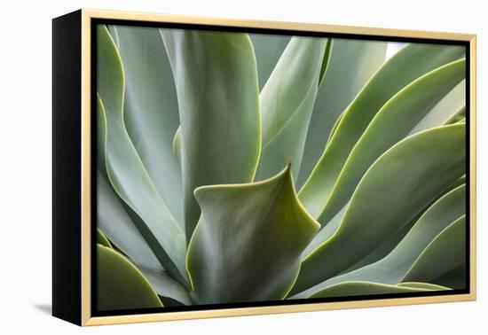 Hawaii, Maui, Agave Plant with Fresh Green Leaves-Terry Eggers-Framed Premier Image Canvas