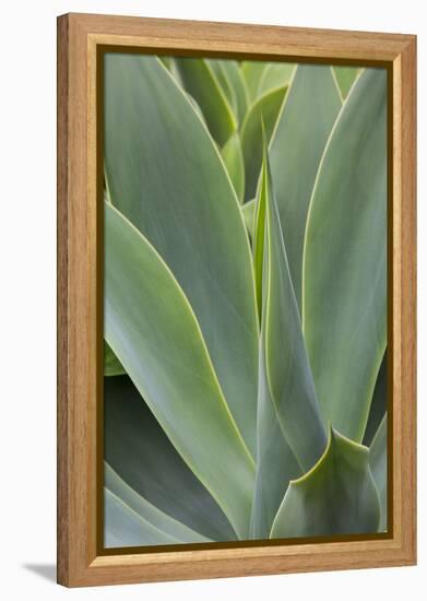 Hawaii, Maui, Agave Plant with Fresh Green Leaves-Terry Eggers-Framed Premier Image Canvas